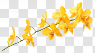 Orchid Flower - Delicate Yellow Orchid Flowers Transparent PNG