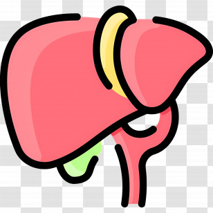 Liver - Liver Illustration For Medical Education Transparent PNG