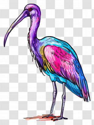 Ibis - Colorful Illustrated Bird Artwork Transparent PNG