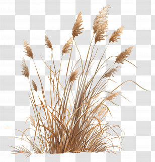 Reed - Dry Grass In A Rustic Natural Setting Transparent PNG