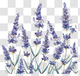 Lavender Flowers In Watercolor Style - Watercolor Lavender Flowers Transparent PNG
