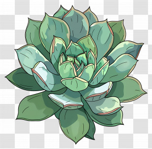 Succulent Plant - Succulent Plant With Green Leaves Transparent PNG