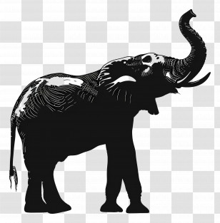 Elephant Trunk Up Silhouette - Silhouette Of Elephant With Raised Trunk Transparent PNG