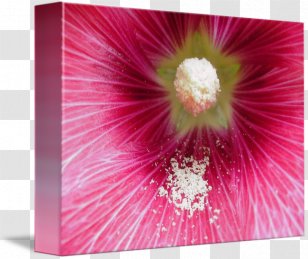 Mallow Hibiscus Hollyhocks Pink M Close-up - Wildflower - Jackson Storm Transparent PNG