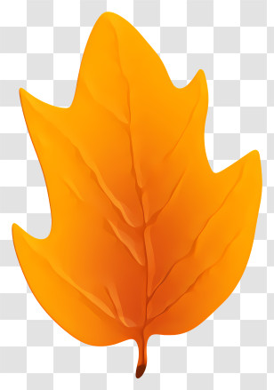 Autumn Maple Leaf - Bright Orange Autumn Leaf Illustration Transparent PNG