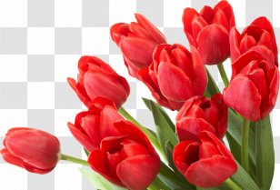 Parkinson's Disease Flower Dopamine Agonist Foundation National Parkinson - There Are Some Remedies Worse Than The - March Transparent PNG