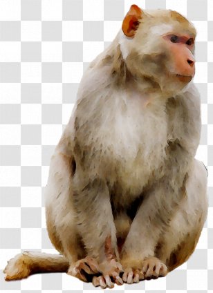 Macaque Monkey Clip Art Mandrill Primate - Old World Monkeys Transparent PNG