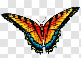 Monarch Butterfly Clip Art Brush-footed Butterflies Image - Pieridae - Swallowtail Transparent PNG
