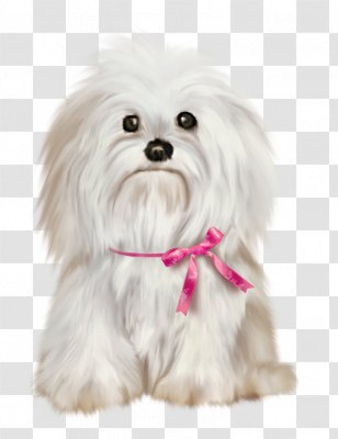 Maltese Dog Shih Tzu Pekingese Yorkshire Terrier Havanese - Birthday - Puppy Transparent PNG