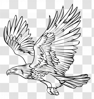 Eagle - Line Drawing Of An Eagle In Flight Transparent PNG