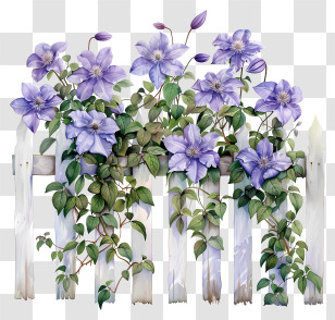 Clematis - Purple Flowers On Fence Transparent PNG