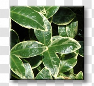 Fortune's Spindle Greater Periwinkle Myrtle Evergreen Garden - Plant Transparent PNG