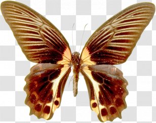 Butterfly Nymphalidae Photography - Bombycidae - Pattern Transparent PNG