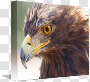 Bird Of Prey Bald Eagle Accipitriformes - Golden Transparent PNG