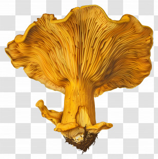 Golden Chanterelle Mushroom - Golden Chanterelle Mushroom Illustration Transparent PNG