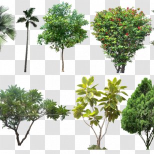 Landscape Architecture Architectural Rendering Tree Design - Evergreen Transparent PNG