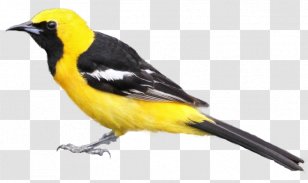 Bird Hooded Oriole Baltimore Tanager Clip Art - Blackhooded - Water Color Transparent PNG