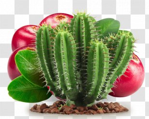 Cactaceae Barbary Fig Cactus Y Suculentas Succulent Plant - Flowerpot - And Fruit Transparent PNG