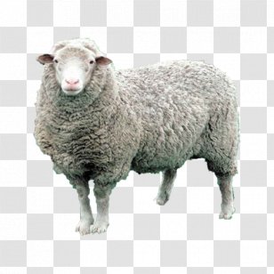 Sheep Livestock Goat Baka Industry - Male Ram Transparent PNG
