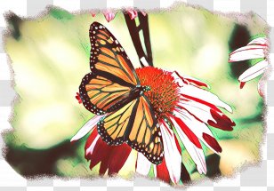 Monarch Butterfly Brush-footed Butterflies North Carolina Pieridae Tiger Milkweed - Cynthia Subgenus - Macro Photography Transparent PNG