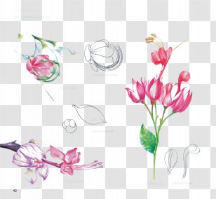 Floral Design Flower - Anatomy - Hanging Bell Picture Material Transparent PNG
