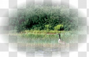 PlayStation Portable Water Bird - Resources - Landscape Transparent PNG
