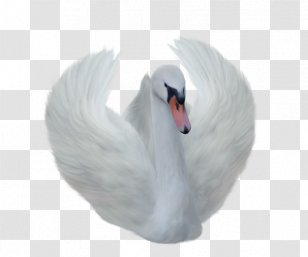 Transparency Clip Art Mute Swan Image - Bird - Cygnini Pattern Transparent PNG