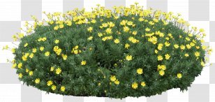 Cdr Clip Art - Dandelion - Chrysanthemum Transparent PNG