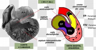 Embriologia Humana Atrioventricular Canal Embryology Heart Development Node - Septum Transparent PNG