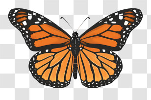 Monarch Butterfly - Vibrant Orange Butterfly Illustration Transparent PNG