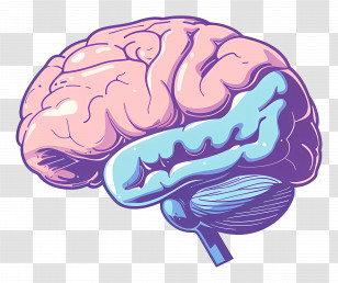 Brain - Detailed Human Brain In Scientific Illustration Transparent PNG