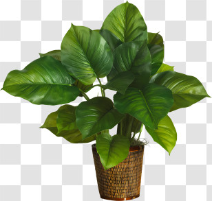 Leaf - Potted Plant With Lush Green Leaves Transparent PNG