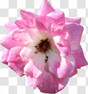 Centifolia Roses Garden Floribunda Flower - Pink Flowers Transparent PNG