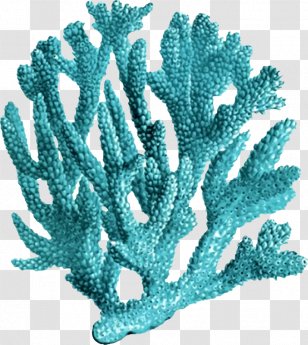 Coral Reef Printmaking Sea - Aqua Transparent PNG