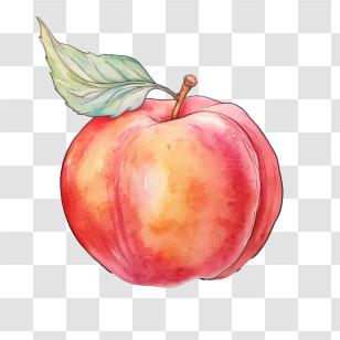 Peach - Watercolor Peach Illustration Transparent PNG
