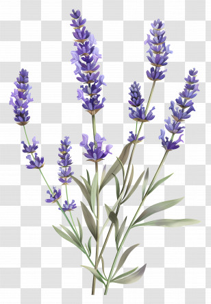 English Lavender - Lavender Plant With Purple Blooms Illustration Transparent PNG