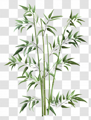 Bamboo Plant - Green Bamboo Plant Illustration Transparent PNG