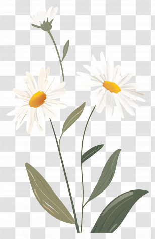 Flowers Daisy - Illustrated White Daisies With Leaves Transparent PNG