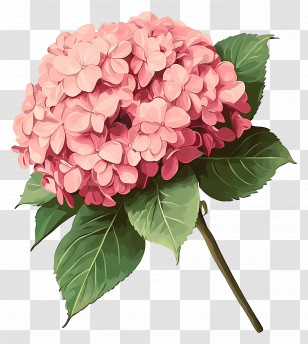 Pink Hydrangea Flower - Pink Hydrangea Flower Illustration Transparent PNG
