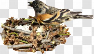Edible Birds Nest Egg - Finch - Bird On Transparent PNG