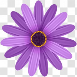 Common Daisy Flower Clip Art - Petal - Purple Background Transparent PNG