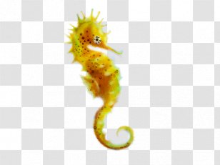 Seahorse Northern Fish Bony-fish Ray-finned - Rayfinned - Bonyfish Transparent PNG
