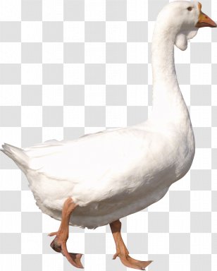 Goose Duck - Ducks Geese And Swans - Image Transparent PNG
