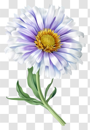 Elegant Aster Flower - White And Purple Daisy Flower Drawing Transparent PNG