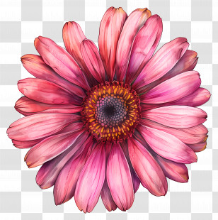 Transvaal Daisy - Pink Daisy Flower Illustration With Detail Transparent PNG