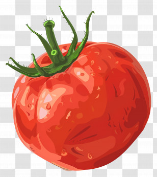 Tomato - Vibrant Tomato Illustration Transparent PNG