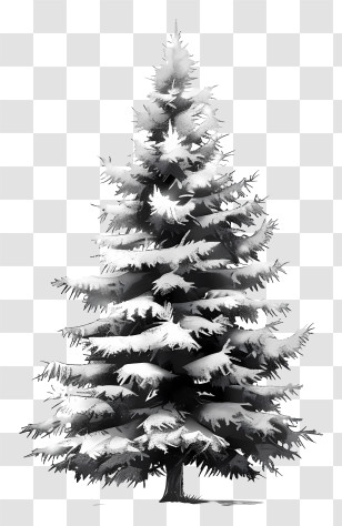 Fir Tree - Snow-Covered Pine Tree Art Transparent PNG