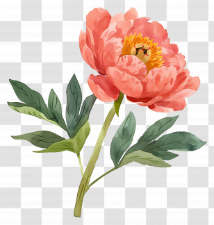 Peony - Pink Peony Flower In Watercolor Style Transparent PNG