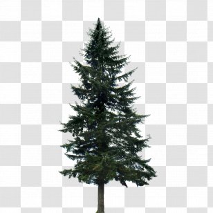 Western Yellow Pine Tree Conifers - Eastern White - Fir-tree Transparent PNG