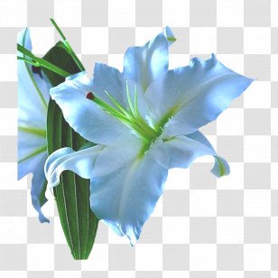 Lilium Blue Cut Flowers Fleur-de-lis - Light - Fleur-de-lys Transparent PNG
